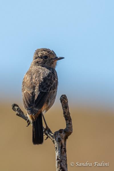 Mohrenschwarzkehlchen (Saxicola caprata) 02 - Weibchen (Sri Lanka)