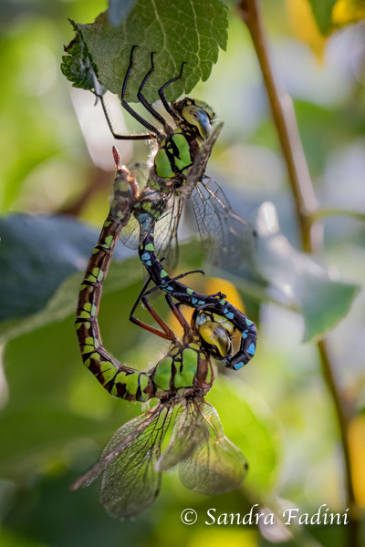 Blaugrüne Mosaikjungfer (Aeshna cyanea) 02 - Paarungsrad