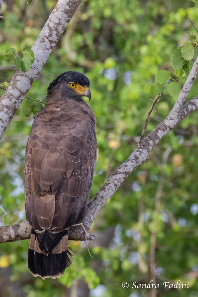 Schlangenweihe (Spilornis cheela) 02 - Sri Lanka