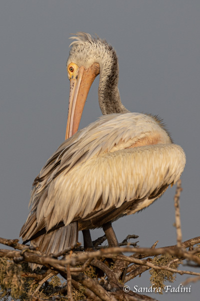 Graupelikan (Pelecanus philippensis) 03 - Sri Lanka