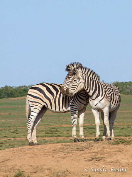 Steppenzebra (Equus quagga) 10 - Südafrika