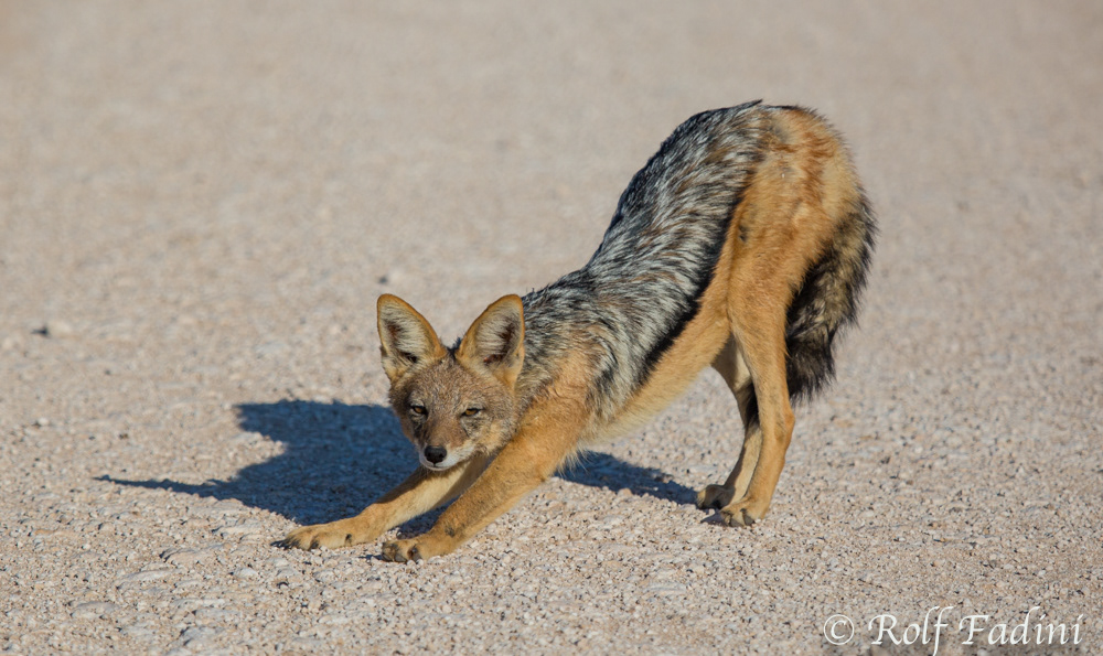 Schabrackenschakal (Canis mesomelas) 01 - Namibia