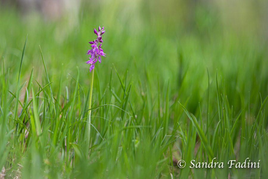 Männliches Knabenkraut (Orchis mascula subsp. mascula) 02