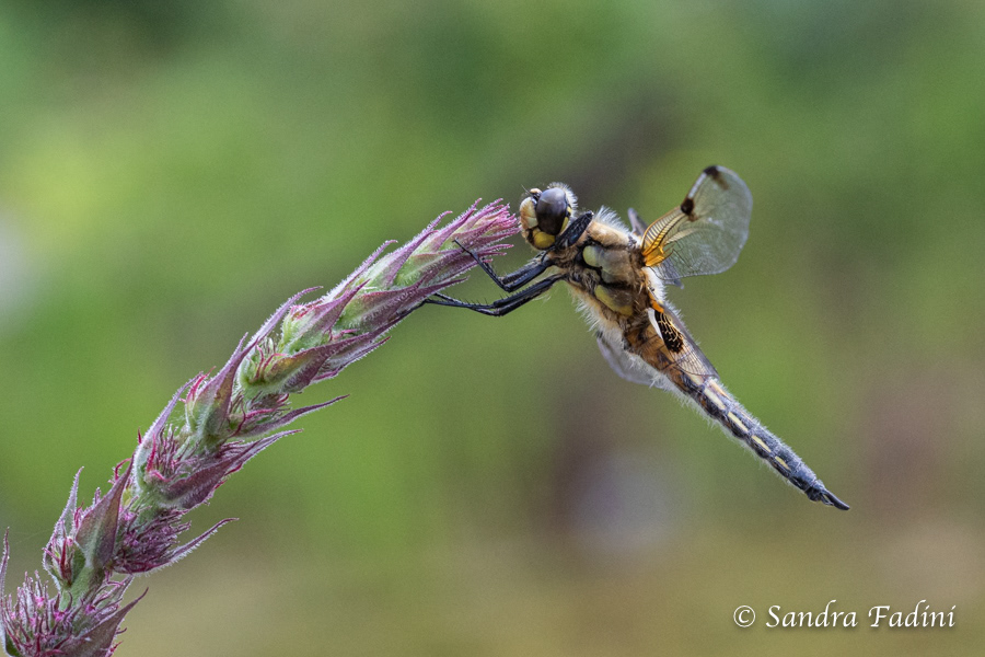 Vierfleck (Libellula quadrimaculata) 09