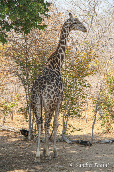 Angola-Giraffe (Giraffa giraffa angolensis) 11 - Namibia
