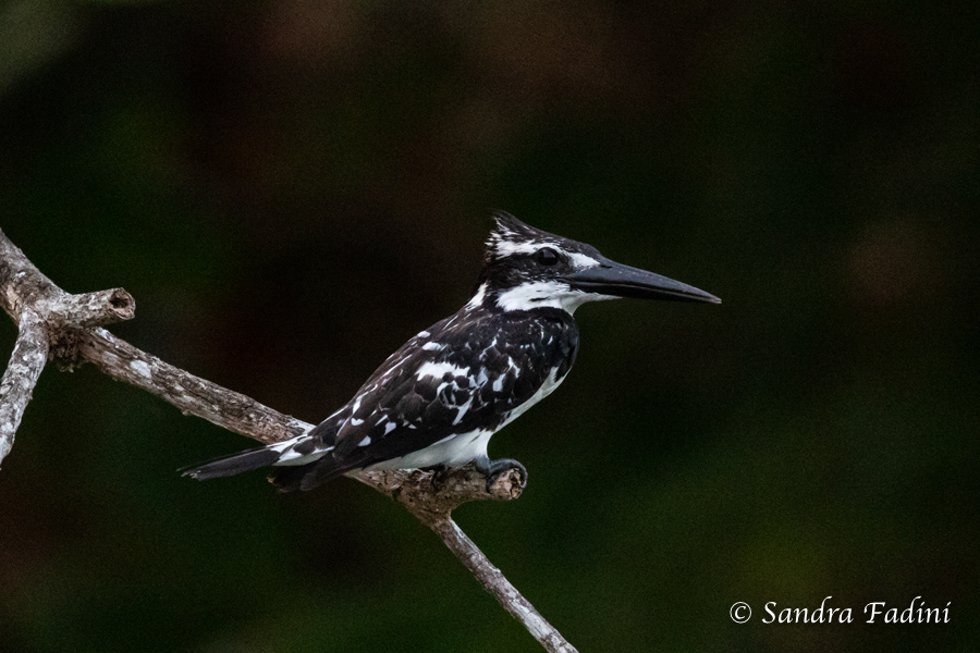 Graufischer (Ceryle rudis) 06 - Sri Lanka