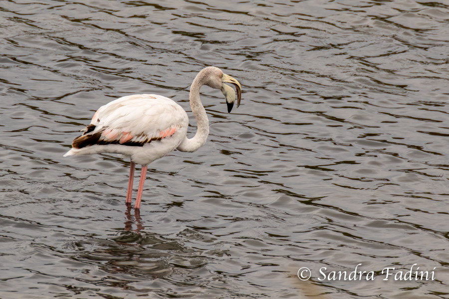 Rosaflamingo (Phoenicopterus roseus) 07 - Jungtier (Italien)