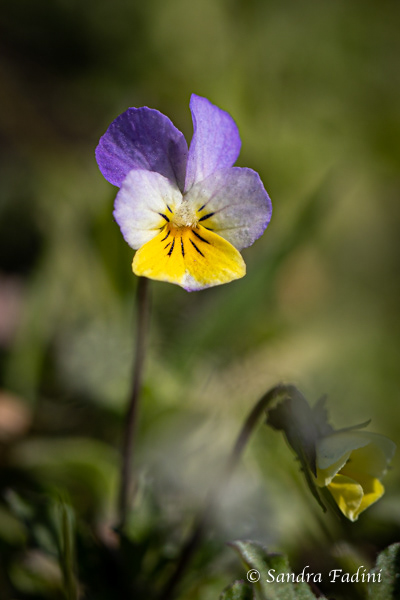 Acker-Stiefmütterchen (Viola arvensis) 01