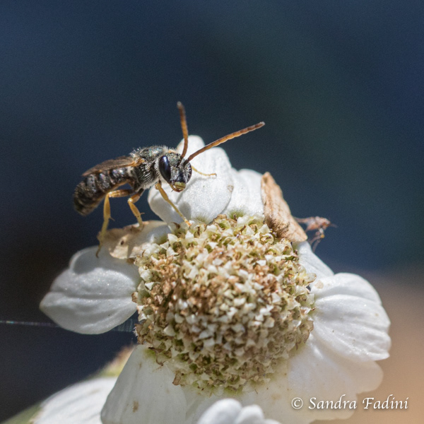 Gemeine Furchenbiene (Lasioglossum calceatum) 04