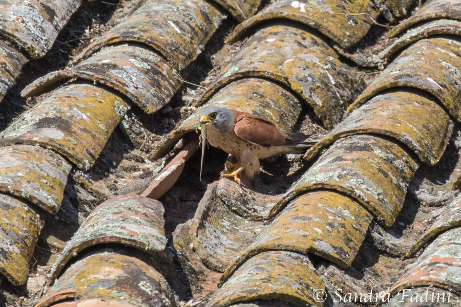 Rötelfalke (Falco naumanni) 06 - Männchen (Spanien)
