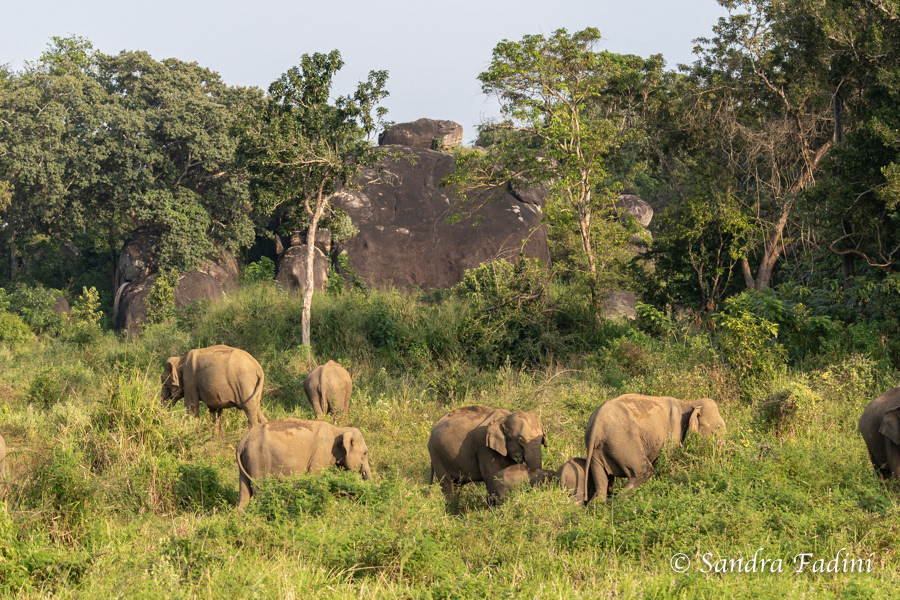 Asiatischer Elefant (Elephas maximus) - Sri Lanka