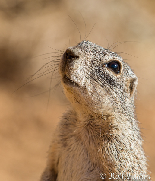 Kap-Borstenhörnchen (Xerus inauris) 06 - Namibia