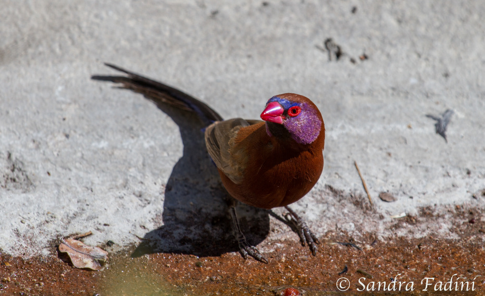 Granatastrild (Uraeginthus granatina) 01 - Männchen (Namibia)