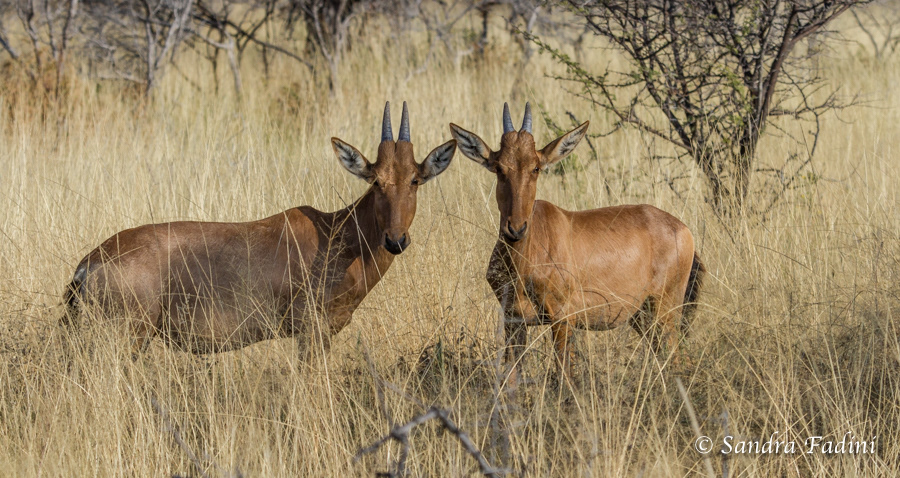 Rote Kuhantilope (Alcelaphus caama) 02 - Jungtiere (Namibia)