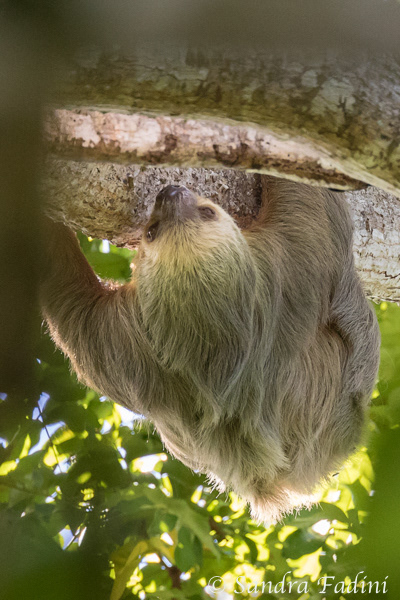 Zweifinger-Faultier (Choloepus) 02 - Costa Rica