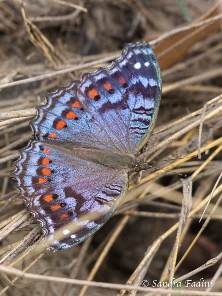 Schmetterling 04 - Botswana
