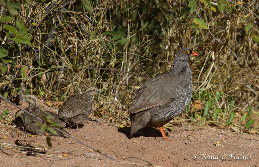 Rotschnabel Frankolin (Francolinus adspersus) 01 - Henne mit Jungvögeln (Namibia)
