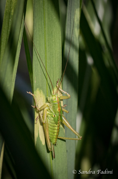 Grünes Heupferd (Tettigonia viridissima) 03