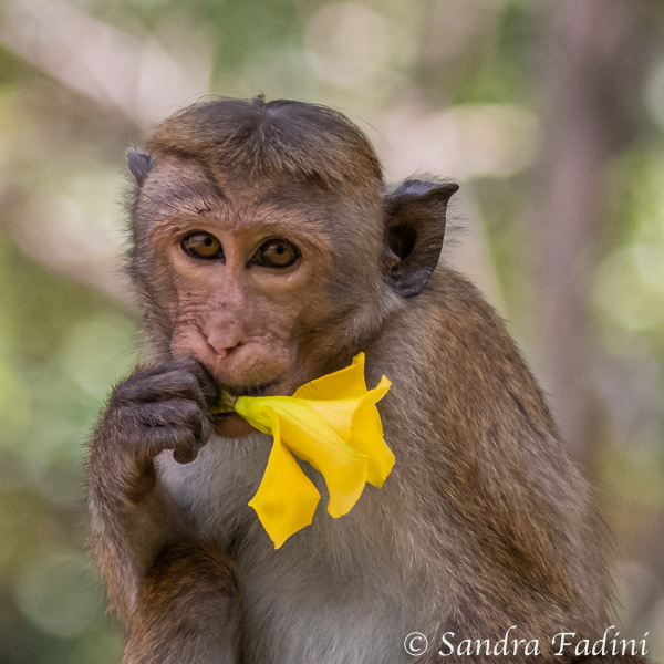 Ceylon-Hutaffe (Macaca sinica) 05 - Sri Lanka