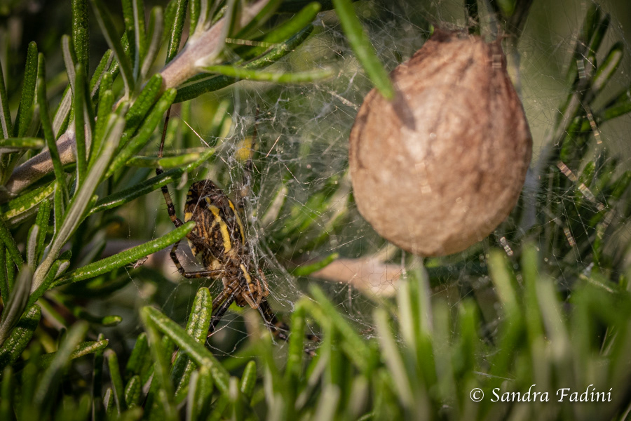 Wespenspinne (Argiope bruennichi) 02 - Juntier mit Eikokon