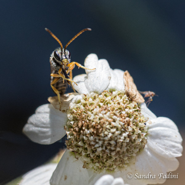 Gemeine Furchenbiene (Lasioglossum calceatum) 03