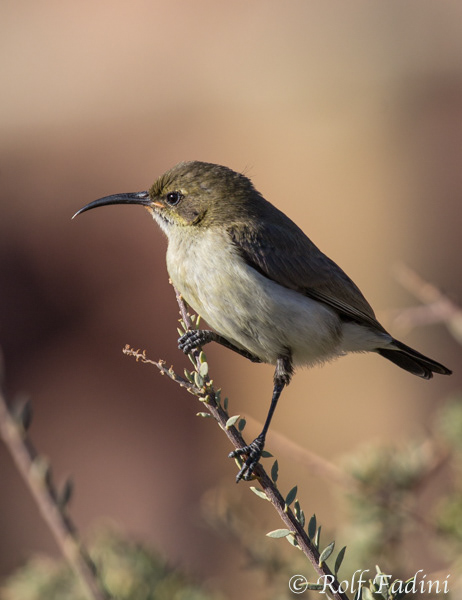 Weissbrust- Sonnenvogel (cinnyris talatala) 03 - Weibchen (Namibia)