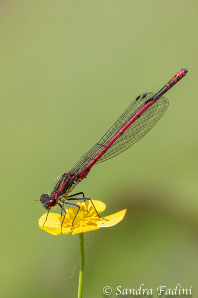 Frühe Adonislibelle (Pyrrhosoma nymphula) 01