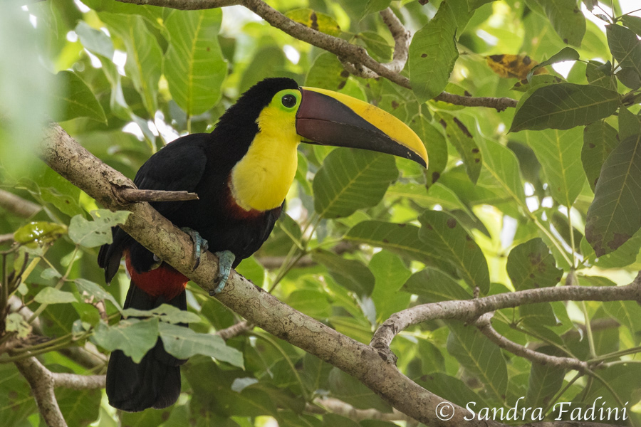 Goldkehltukan (Ramphastos ambiguus) 04 - Costa Rica