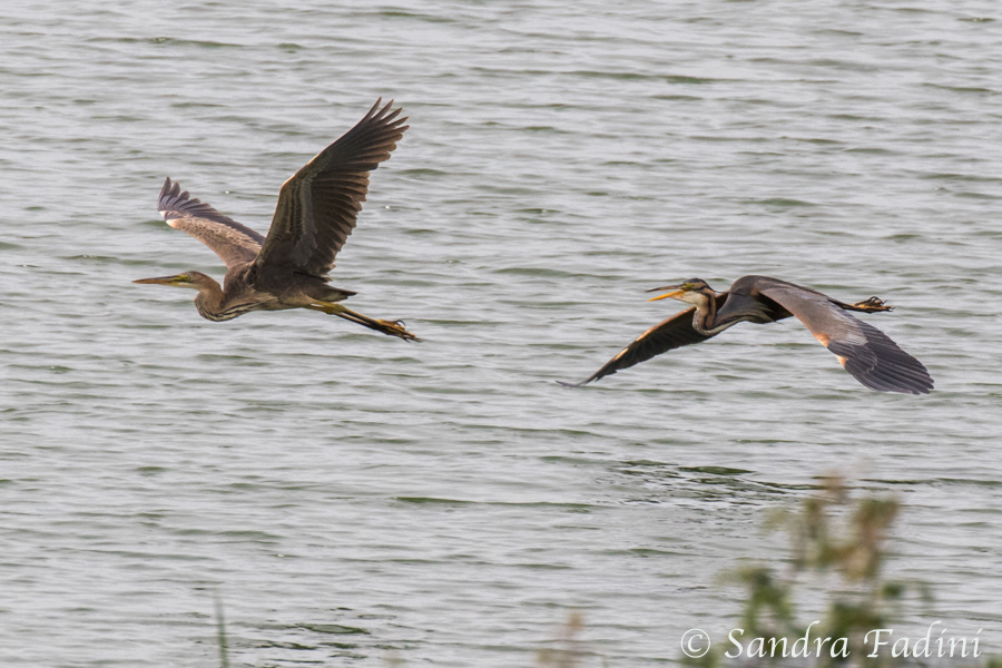 Purpurreiher (Ardea purpurea) 02 - im Flug (Spanien)