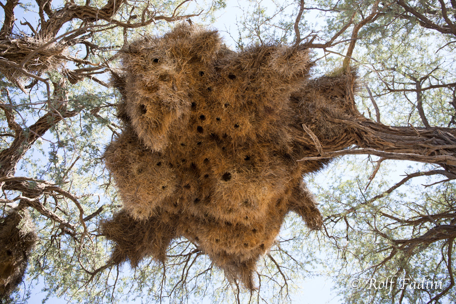 Siedelweber (Philetairus socius) 02 - Nest (Namibia)