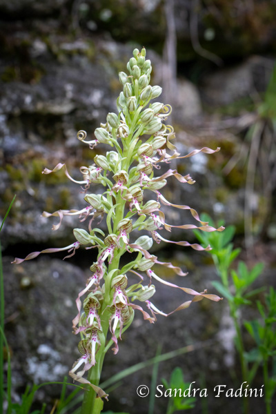 Bocks-Riemenzunge (Himantoglossum hircinum) 02