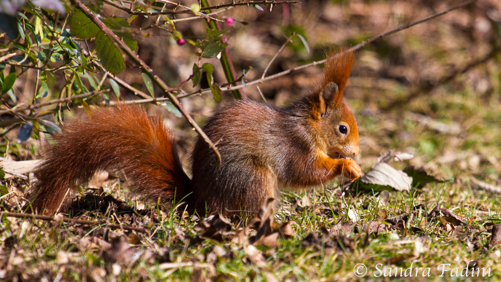 Eurasisches Eichhörnchen (Sciurus vulgaris) 01