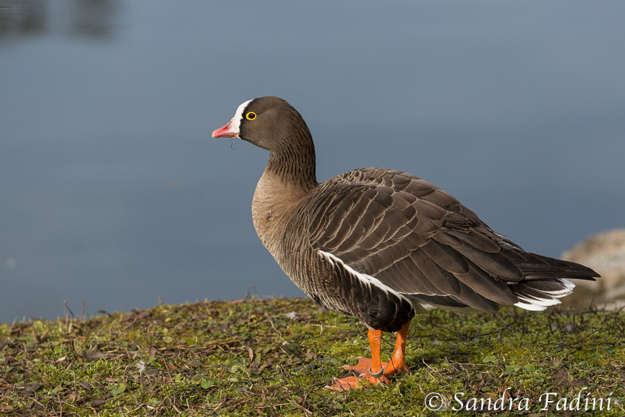 Zwerggans (Anser erythropus) 04