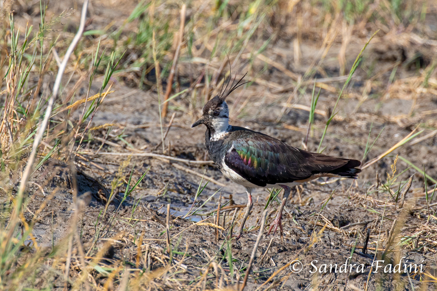 Kiebitz (Vanellus vanellus) 03 - Österreich