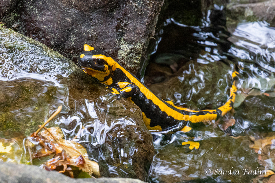 Feuersalamander (Salamandra salamandra terrestris) 04