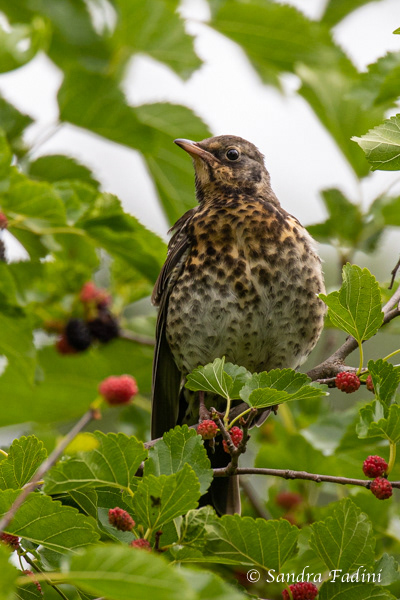 Singdrossel (Turdus philomelos) 01