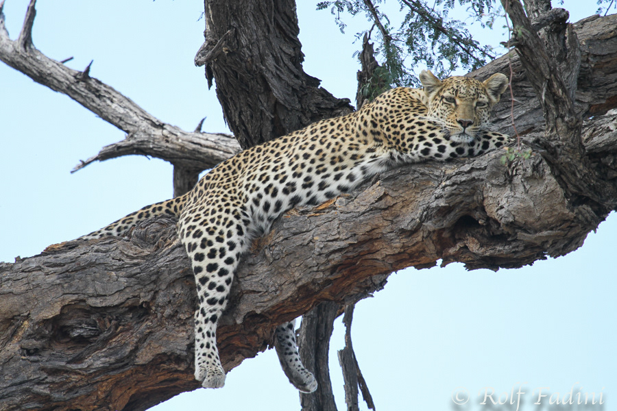 Leopard (Panthera pardus) 02 - Botswana