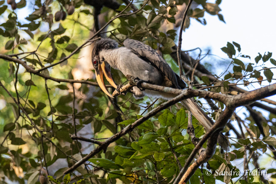Ceylon-Grautoko (Ocyceros gingalensis) 01 - Sri Lanka