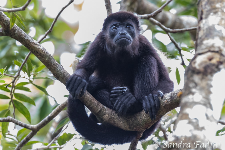 Mantelbrüllaffe (Alouatta palliata) 04 - Costa Rica