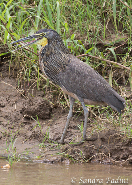 Nacktkehlreiher (Tigrisoma mexicanum) 01 - Männchen (Costa Rica)