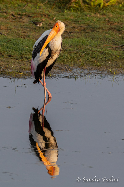 Buntstorch (Mycteria leucocephala) 04 - Sri Lanka