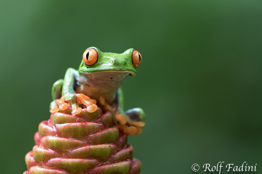 Rotaugenlaubfrosch (Agalychnis callidryas) 03 - Costa Rica