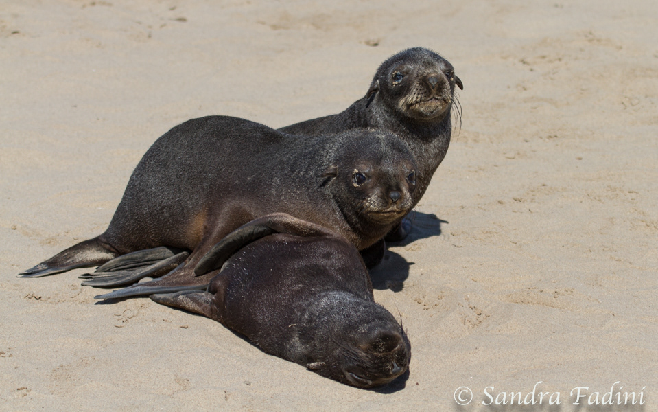 Südafrikanischer Seebär (Arctocephalus pusillus) 06 - Jungtiere (Namibia)