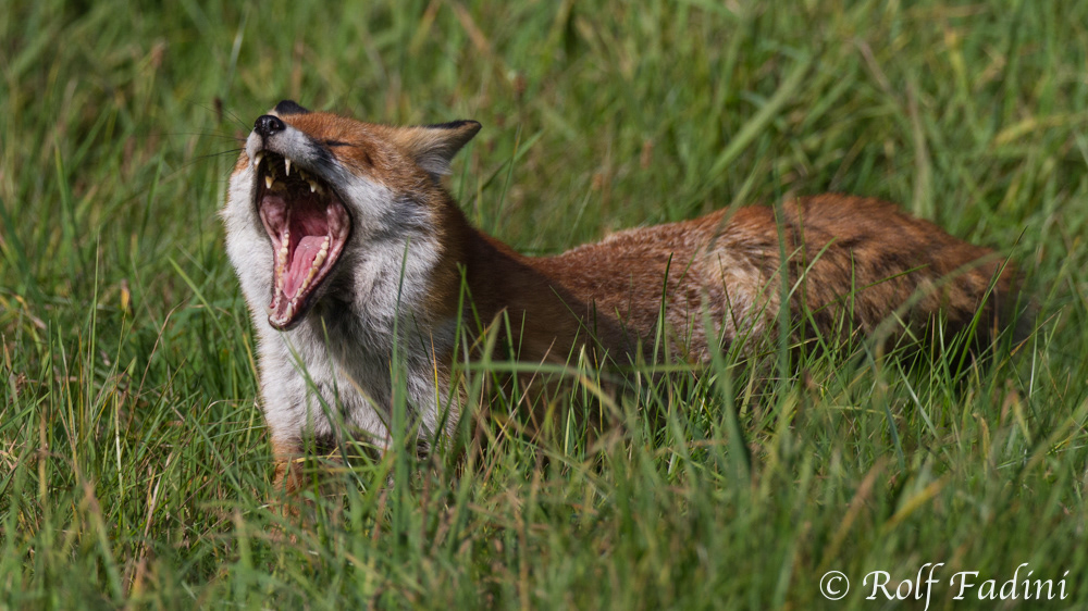 Rotfuchs (Vulpes vulpes) 02