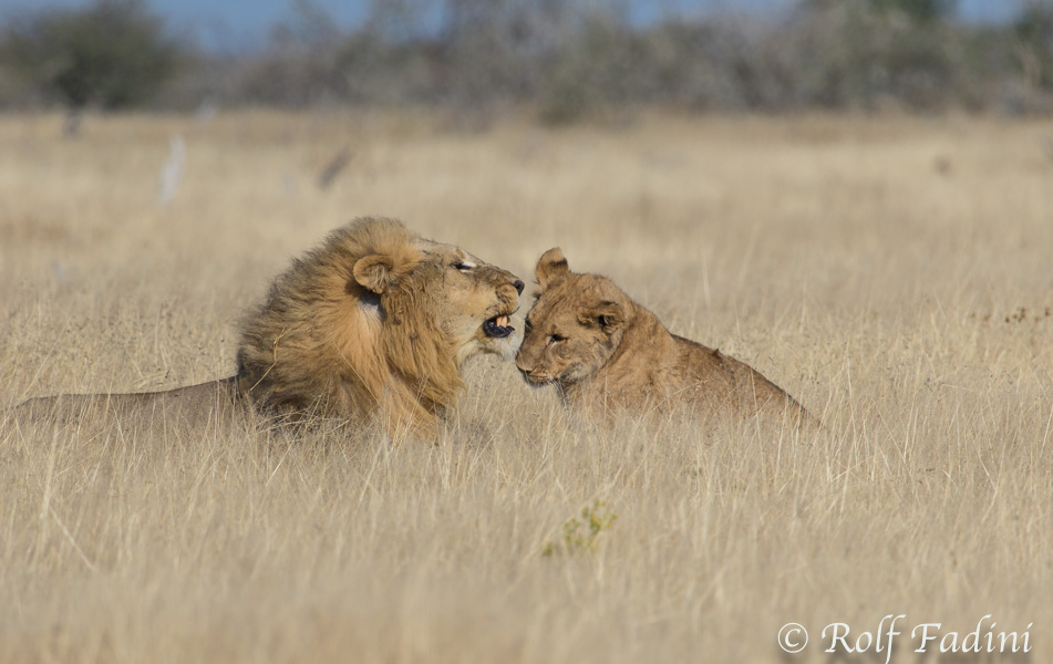Löwen (Panthera leo) 13 - Männchen mit Jungtier (Namibia)