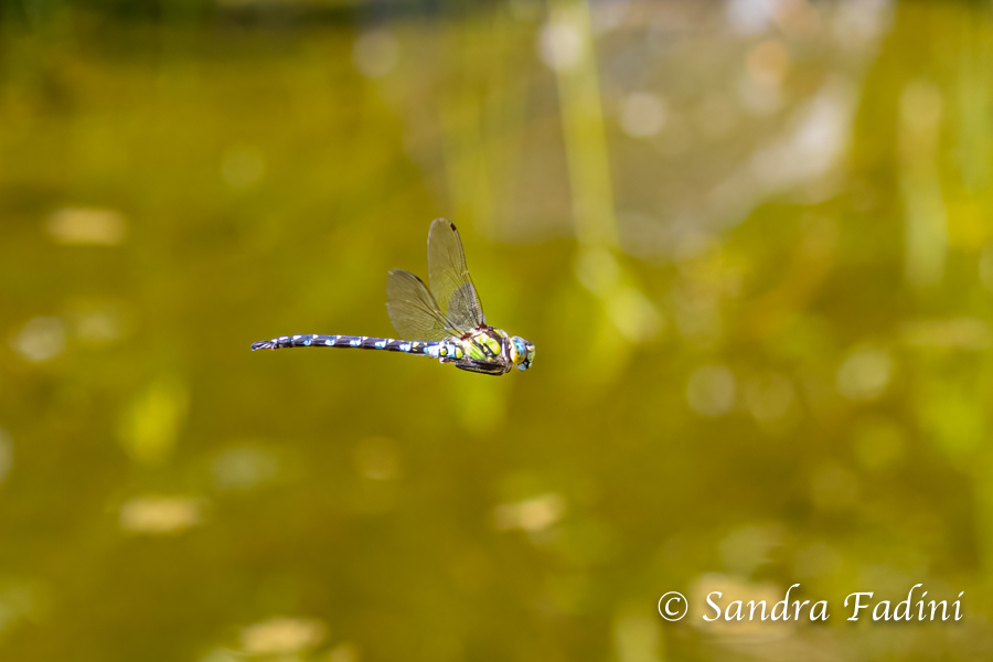 Blaugrüne Mosaikjungfer (Aeshna cyanea) 04 - Männchen im Flug
