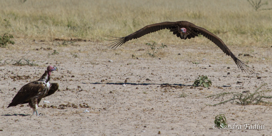 Ohrengeier (Torgos tracheliotus) 02 - Namibia