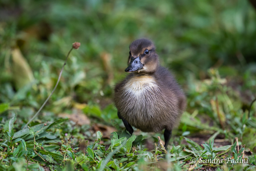 Stockente (Anas platyrhynchos) 10 - Küken