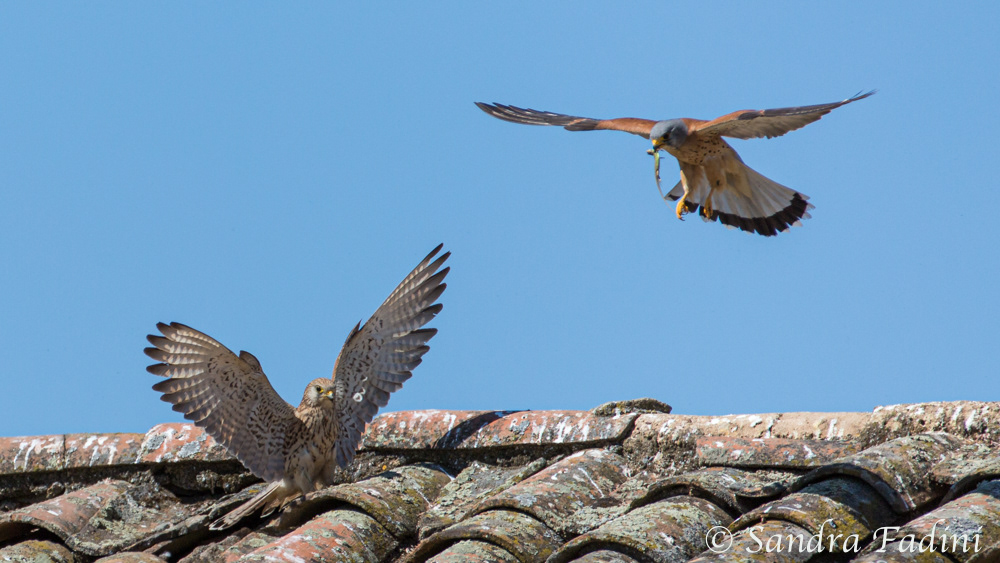 Rötelfalke (Falco naumanni) 01 - Männchen & Weibchen (Spanien)