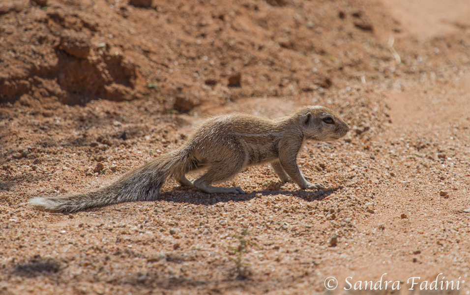 Kap-Borstenhörnchen (Xerus inauris) 07 - Namibia